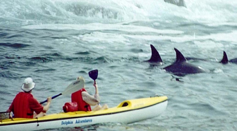 Kayaking-with-Dolphin-Adventures-Plettenberg-Bay