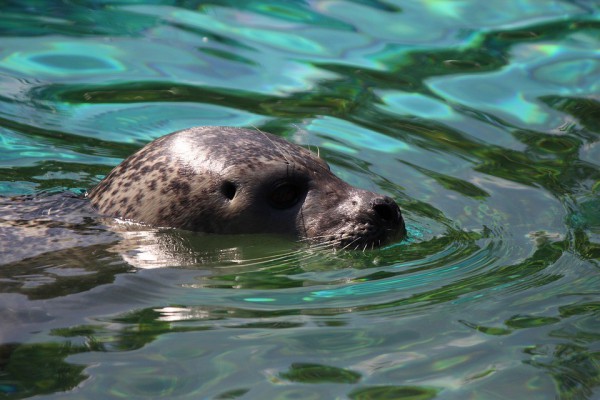 Snorkel-with-the-seals