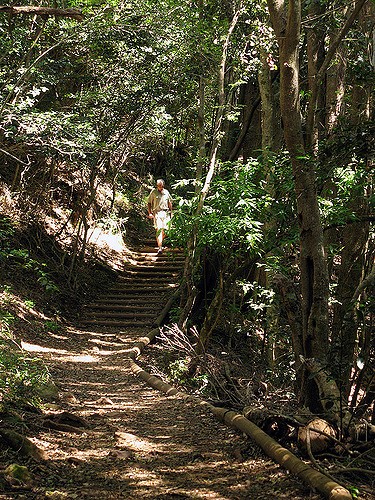 kirstenbosch-gardens-hiking-trail