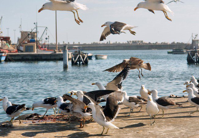 lamberts-bay-3