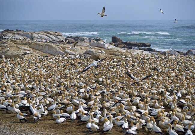 lamberts-bay