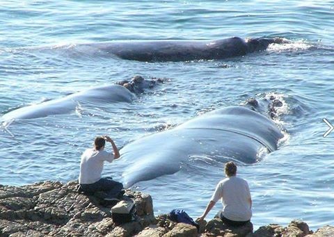 Whale watching in Hermanus