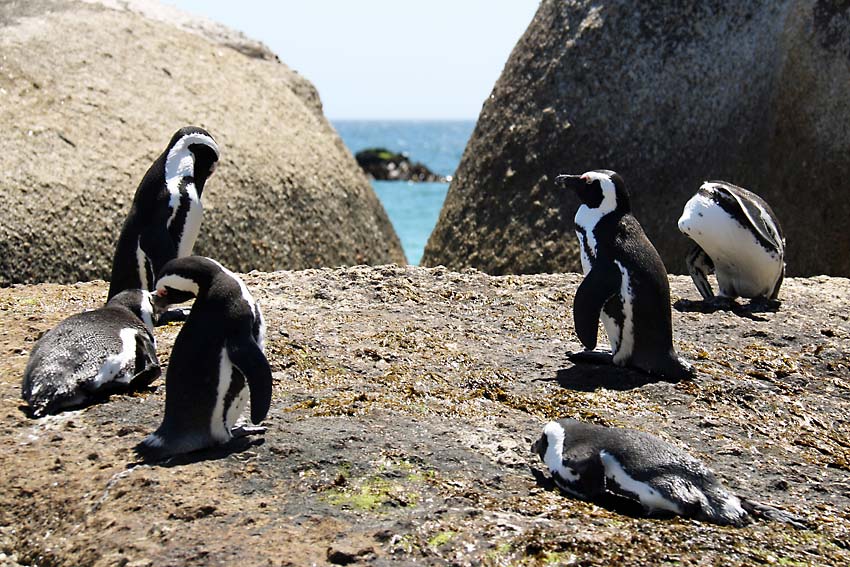 Why a Day Trip to Boulders Beach is Worth The Drive